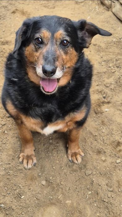 Szukamy domu dla cudownej suczki!