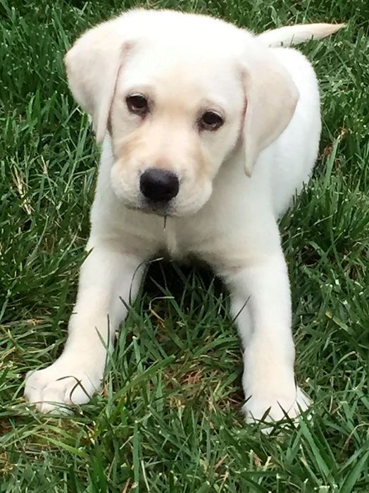 Біла дівчинка Лабрадор Ретривер Доставка в Німеччину