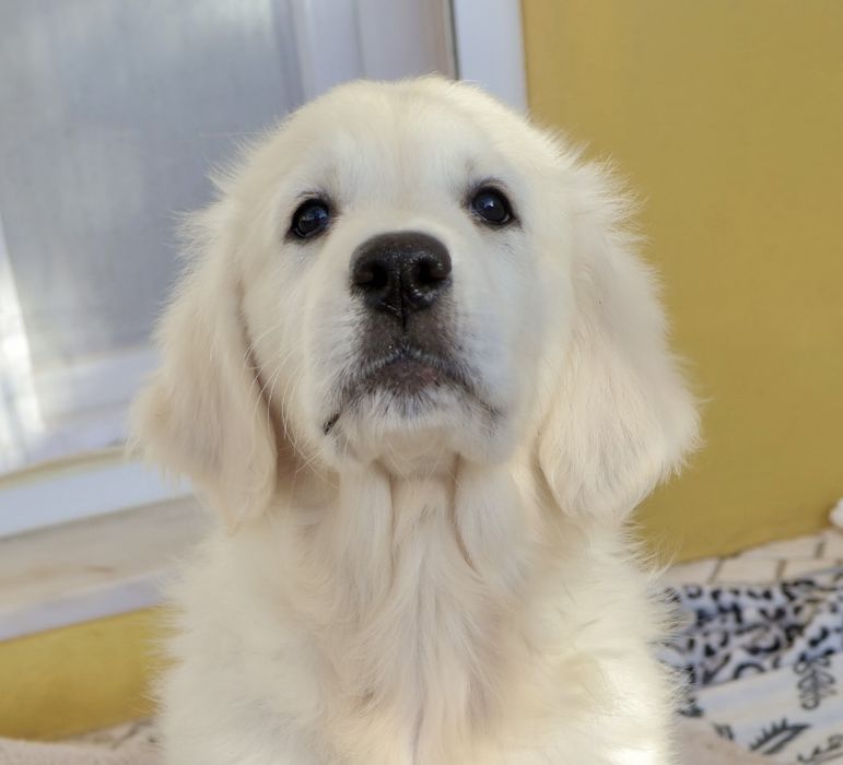 Golden Retriever fêmea com LOP