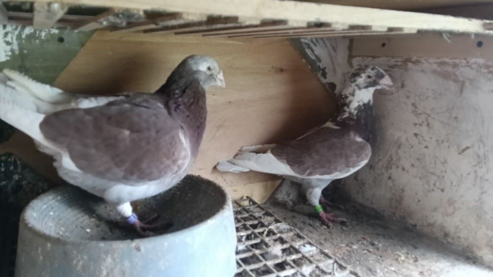 Gołębie staropolskie staropolski Gołąb