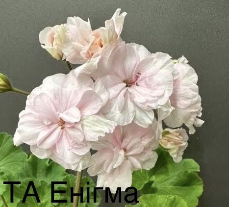 Пеларгонія сортова