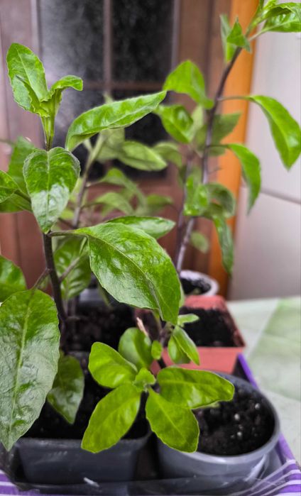 Джинуру листя бога