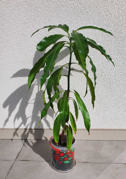 Drzewko mango 3,5-letnie z Wysp Kanaryjskich 47cm