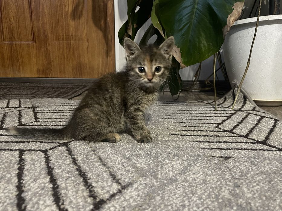 Маленькі кошенята