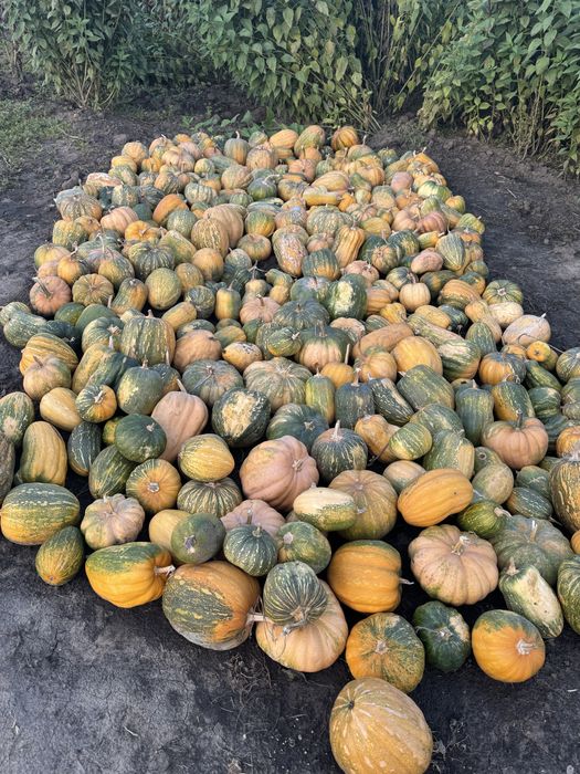 Кабак Тыква в продаже