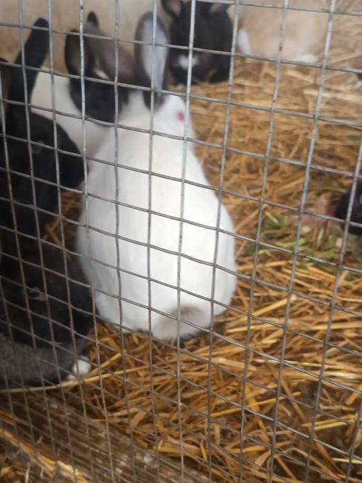 Coelhos para criação
