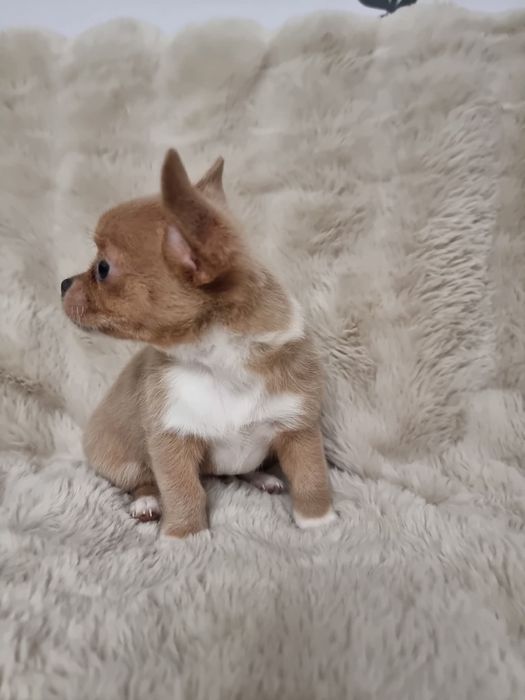 Chihuahua fci Piesek krótkowłosy