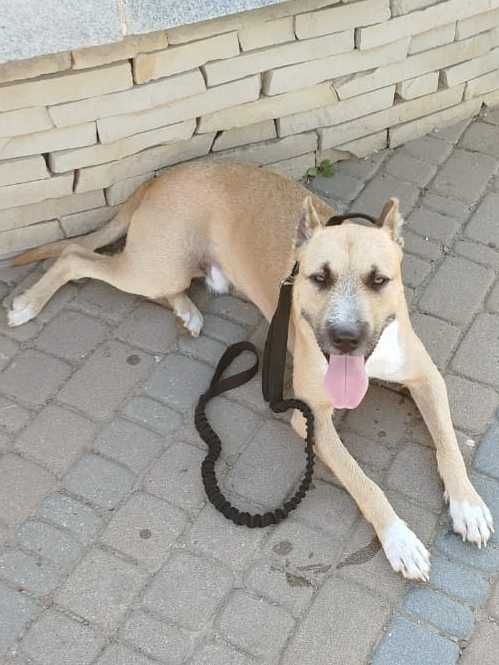 Отдам, метис питбуля и стаффа