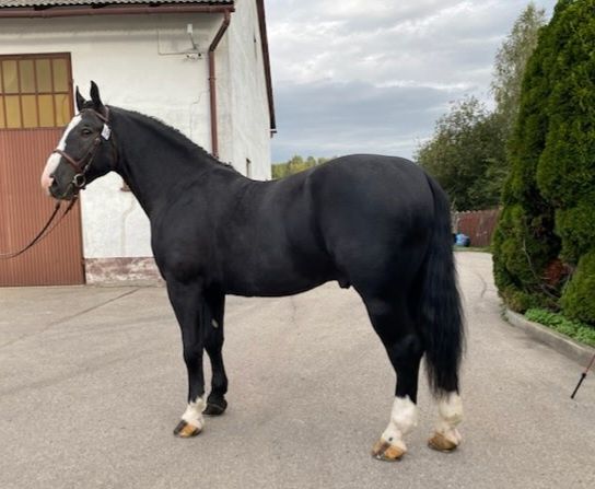 Ogier Śląski Rekrut