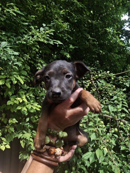 Чудові цуцики шукають родину