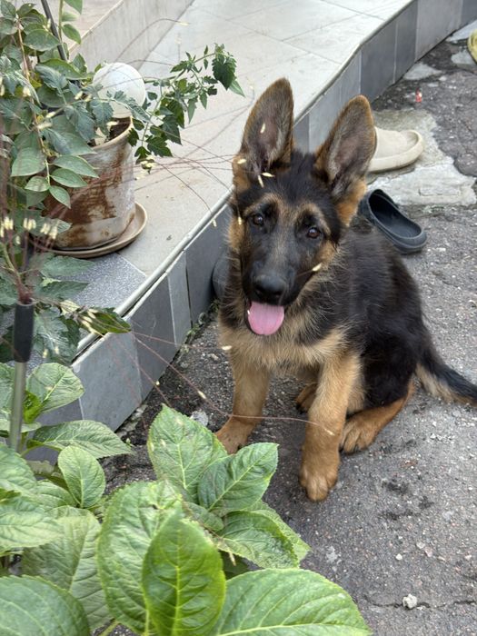 Цуценята німецькоі вівчарки