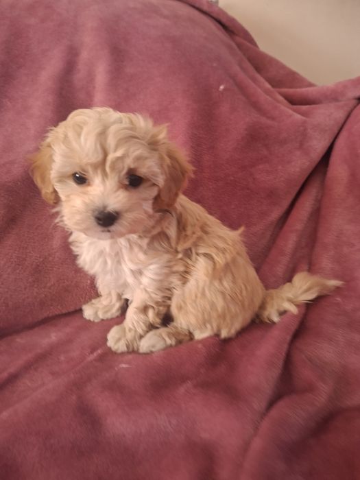 Maltipoo- śliczna suczka