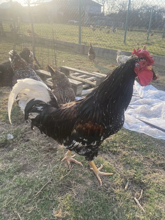Kogut Koguty zagrodowe możliwy  dowóz