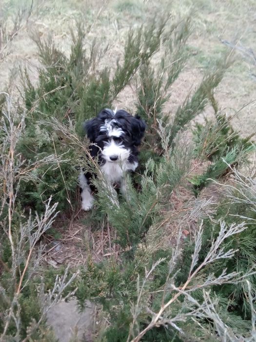 Цуценята-метіси шукають нову родину.будуть раді як улюбленці