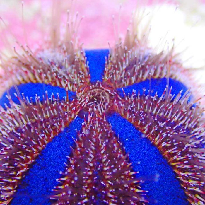 Mespilla globulus - jeżowiec - akwarium morskie