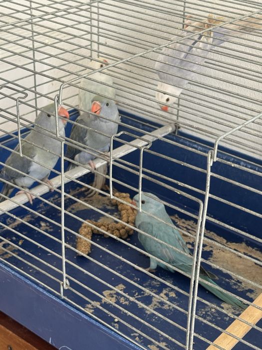 Ring neck , violeta turqueza, violeta palido 2025