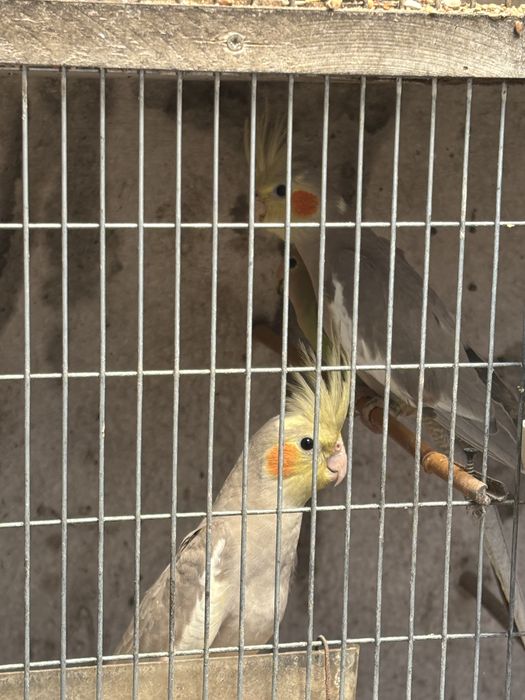 Vendo  caturras  novas