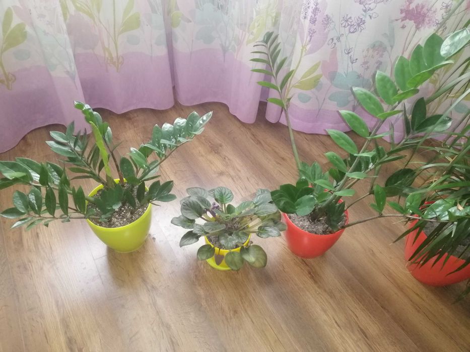 Екзотичні вазони