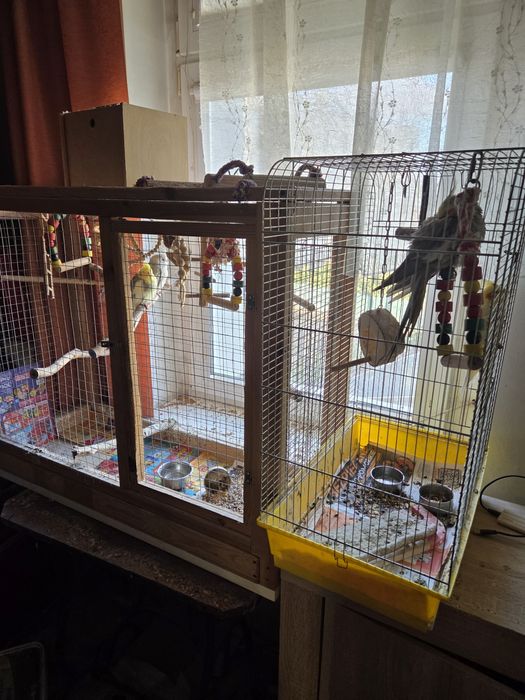 Sprzedam 4 papugi nimfy plus dwie klatki