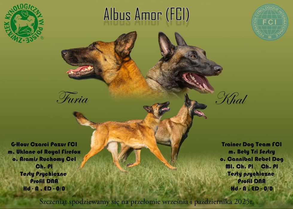 Owczarek belgijski Malinois