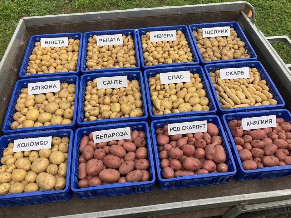 Картопля насінева еліта 12 сортів