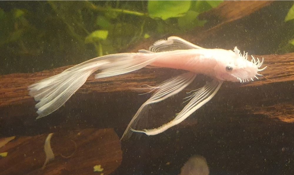 SAMIEC Snow White long fin WELONIASTY dorosły Wysyłka