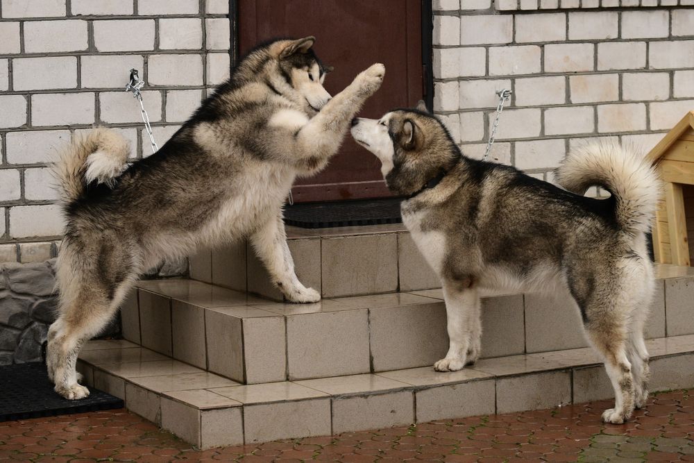 Аляскинский маламут