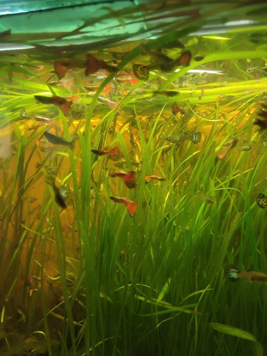 Рибки Гупі   дорослі