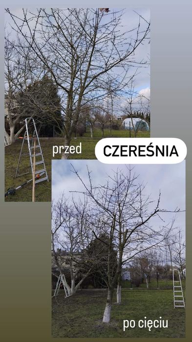 Wycinka przycinka drzew i żywopłotu