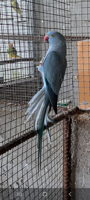 Ring necks varias mutações declaração cedência