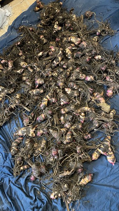 АКЦИЯ 10шт=250грн Канны клубни канн цветы квіти