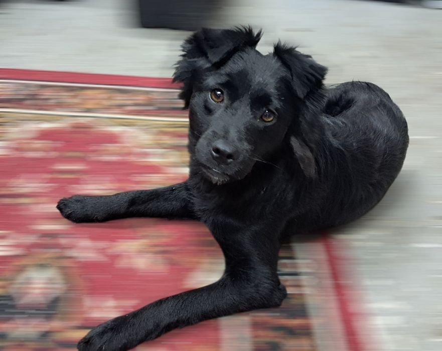 Xena szuka kochającego domku