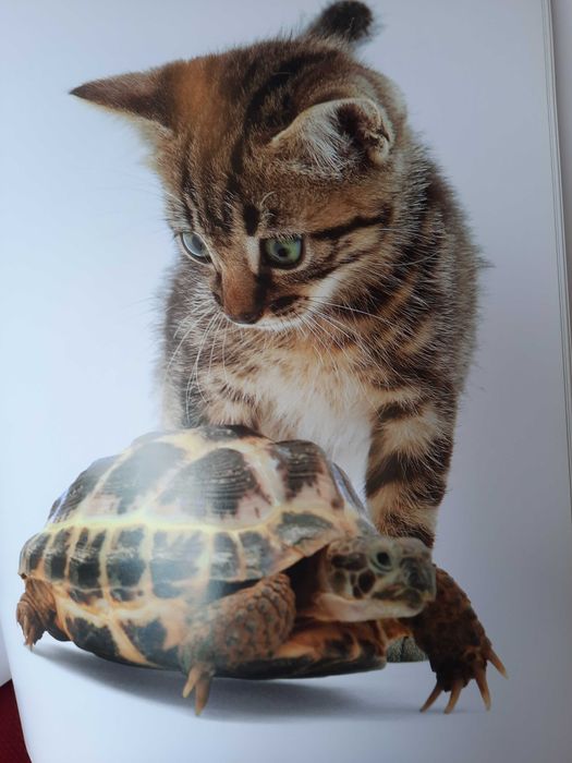 A CAT'' S LIFE edicao de soberbas fotografias  by Jane Burton