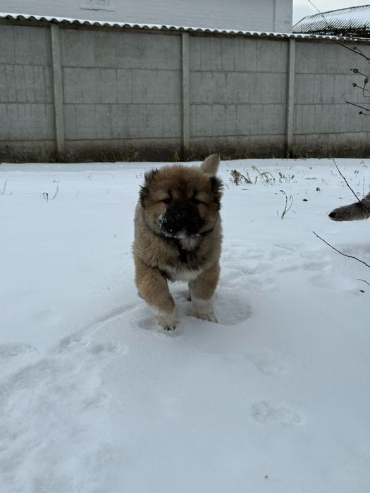 Цуценята кавказької вівчарки