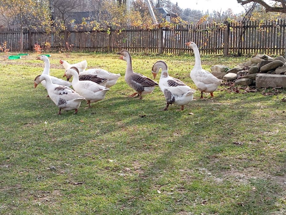 Гуси та гусаки молоді