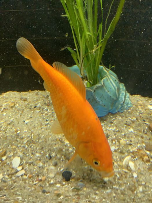 Peixes cometas veu agua fria
