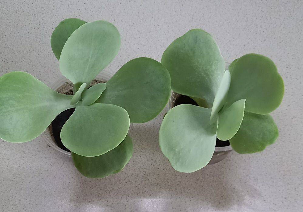 Каланхоэ Тирсифлора