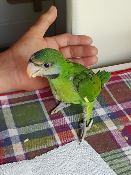 Mustaches para acabar de criar a mão