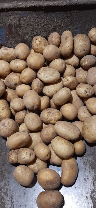 Ziemniaki jadalne Gala/Lilly