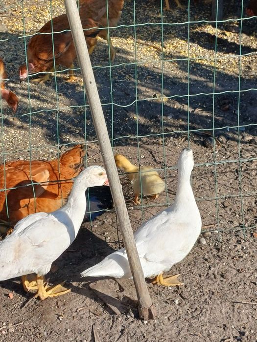 Patos/as para venda
