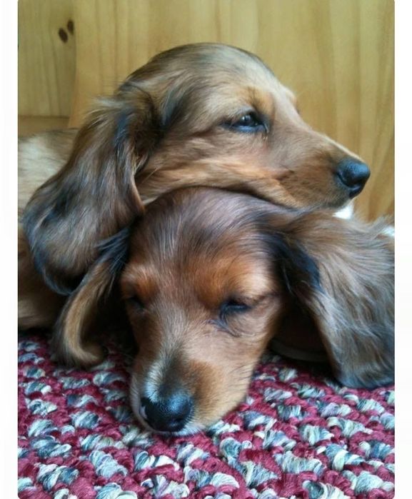 Dachshund Длінношерсті цуценята
