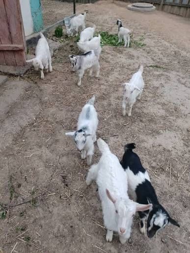 Продам кози недорого
