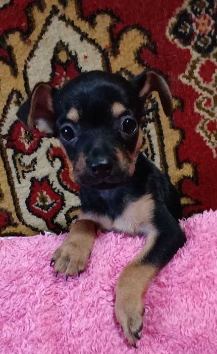 Продам щенка той-терьера