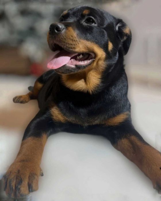 Щеночки ротвейлера!