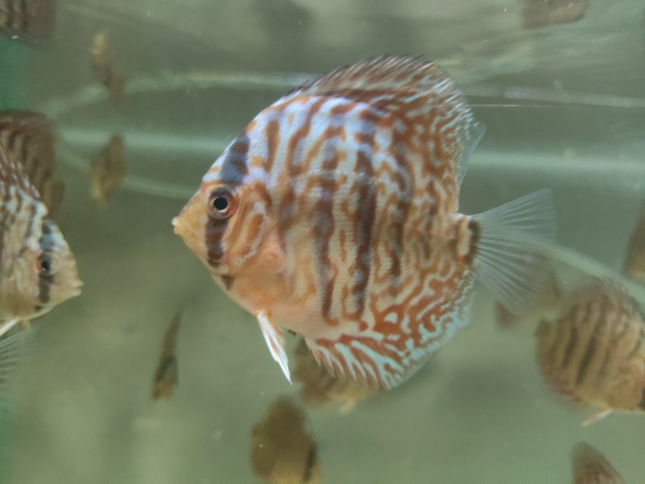 Paletki Blue Tiger Leopard Rarytas!!!