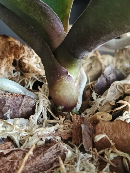 Орхідея сорт Canary