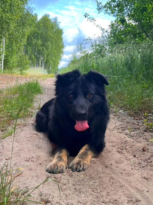 PIORUN w schronisku w lututowie