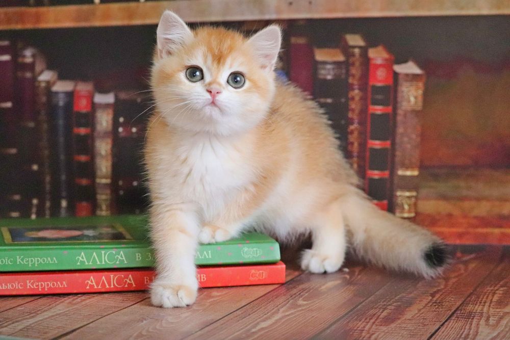 Британская шиншилла в золоте