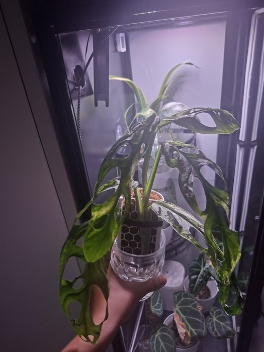 Monstera Indonesian Marble