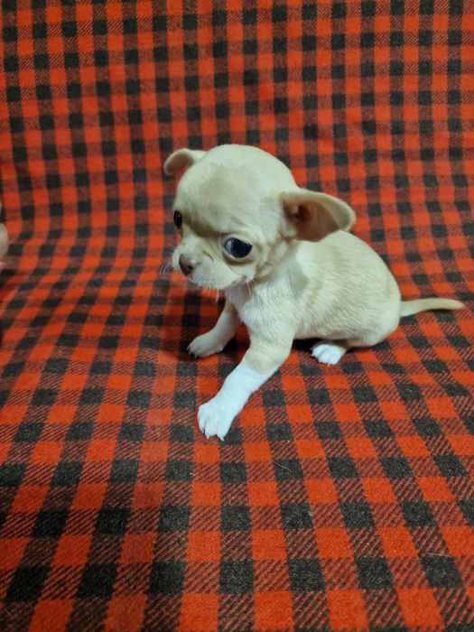 Цуценя чихуахуа дівчинка